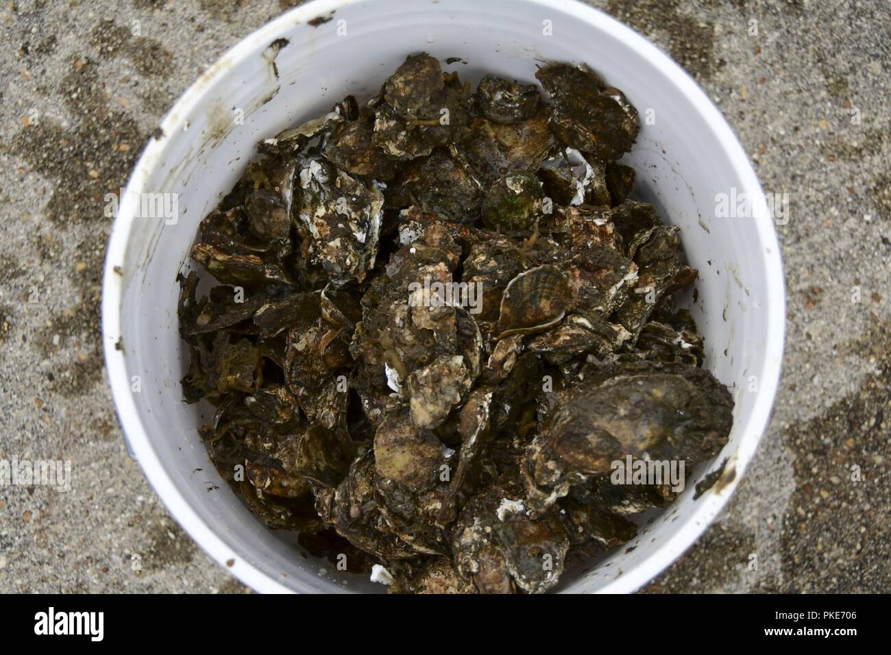 Can of oysters hires stock photography and images Alamy