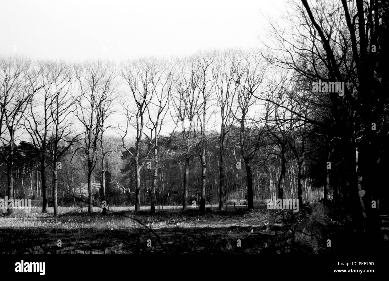 Impressions of  the fields and woods around the Westmalle abbey (Belgium, 18/03/2007) Stock Photo