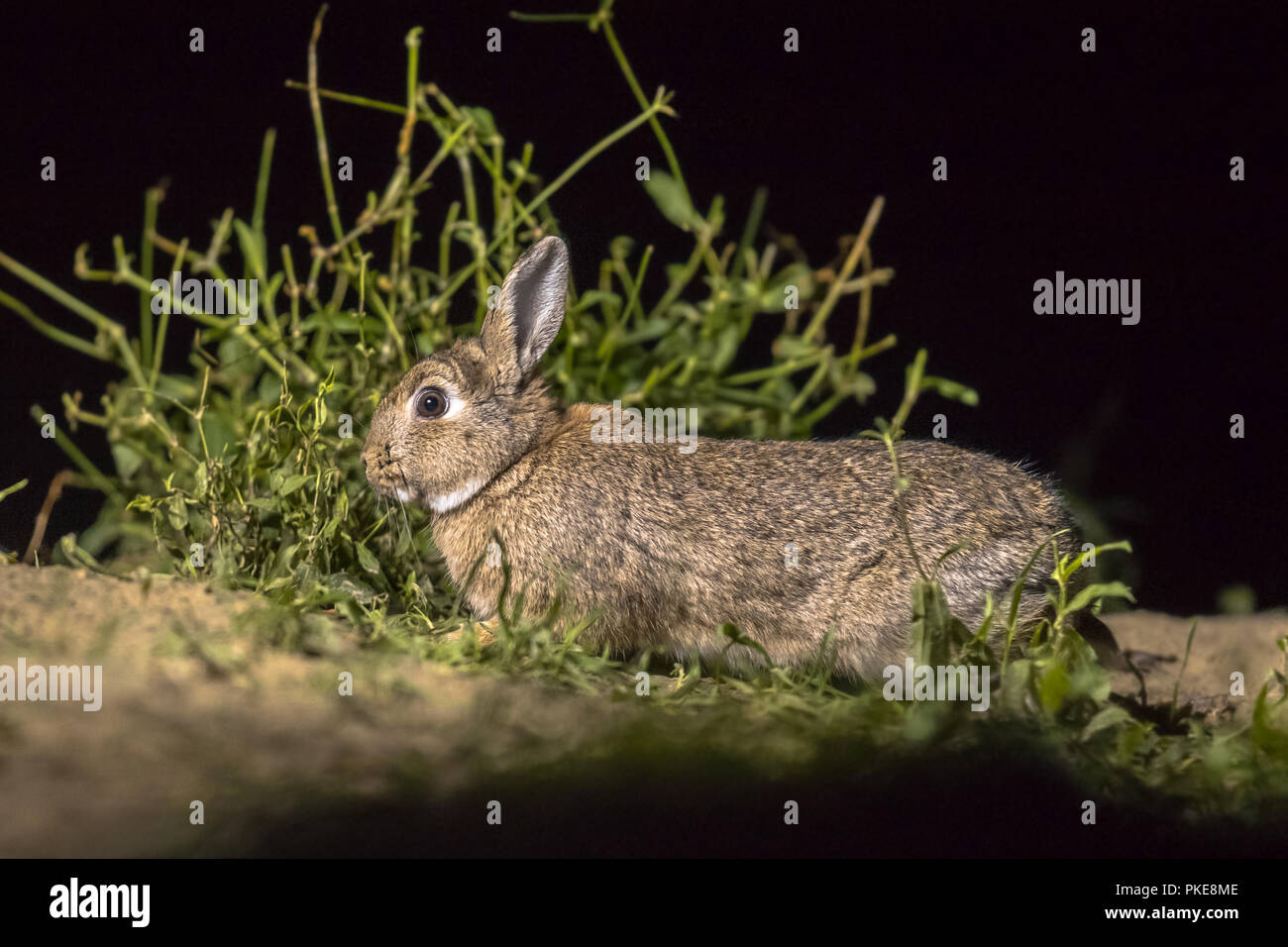 Rabbit in the moon hi-res stock photography and images - Alamy