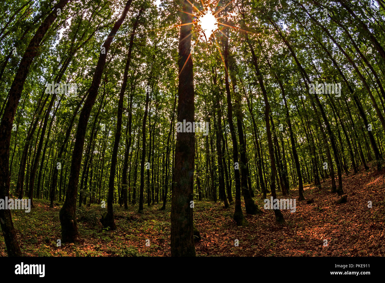 longoz forests in Igneada,Kirklareli,Turkey Stock Photo