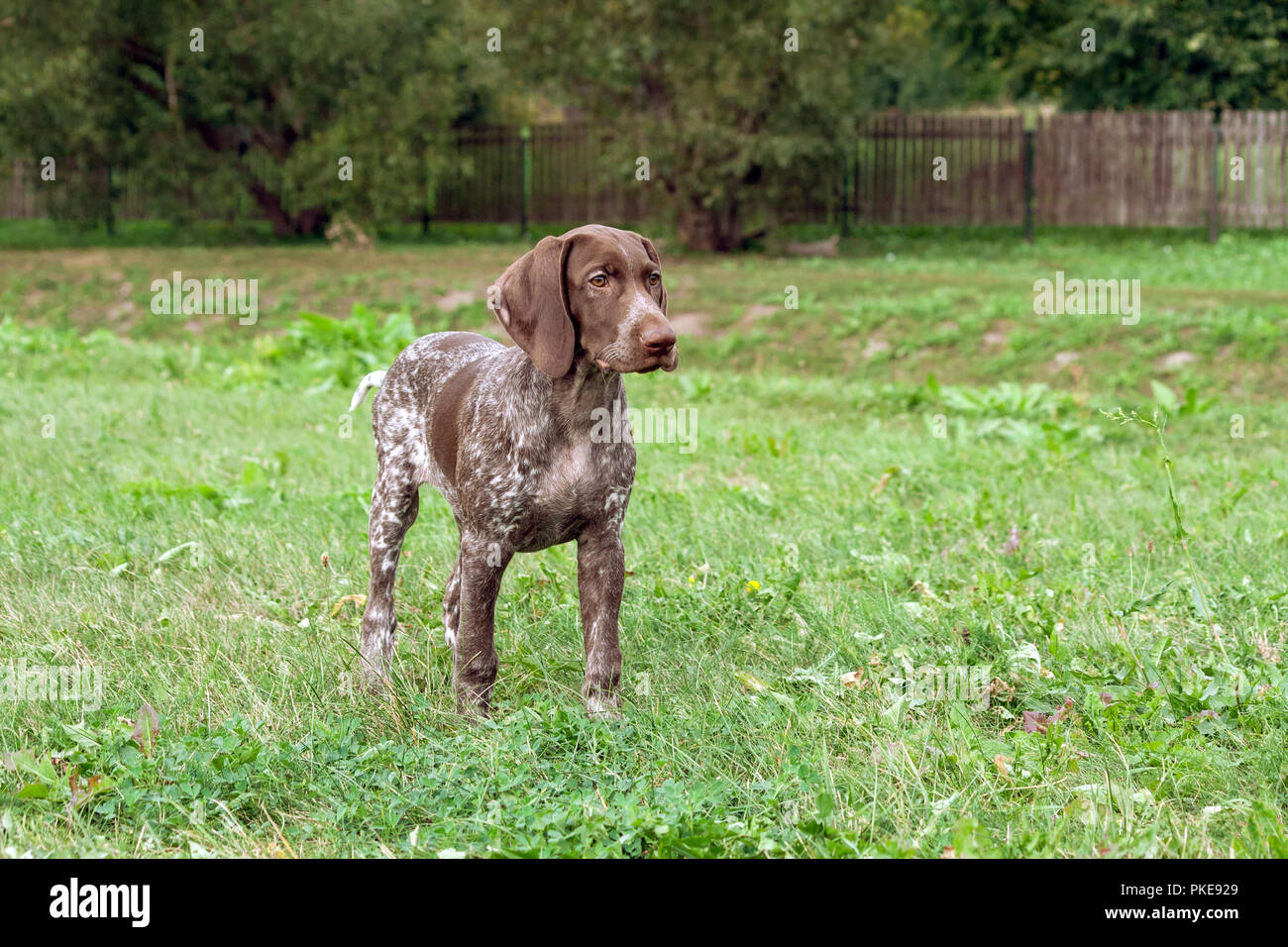 German Shorthaired Pointer Kurtshaar One Brown Spotted Puppy