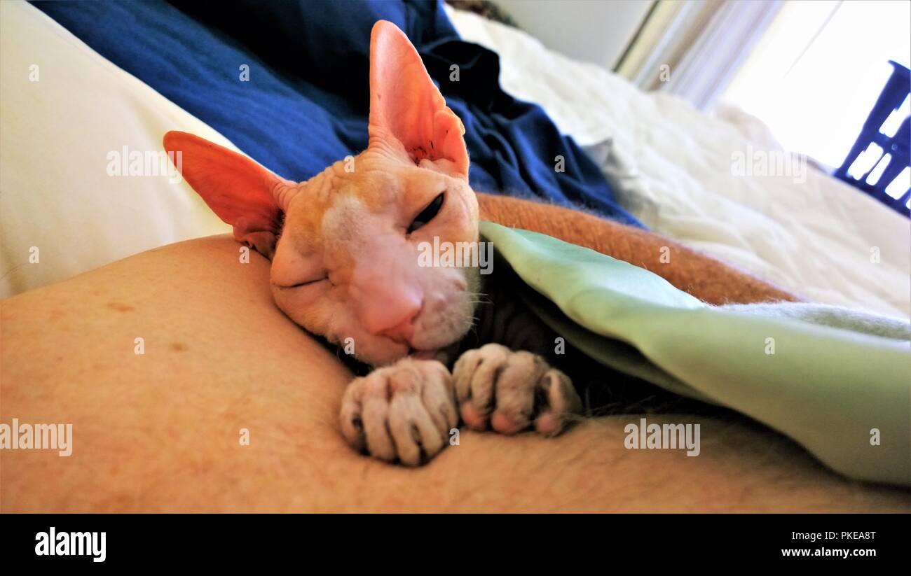 Cornish Rex cat keeping warn under bed blankets before a show Stock Photo