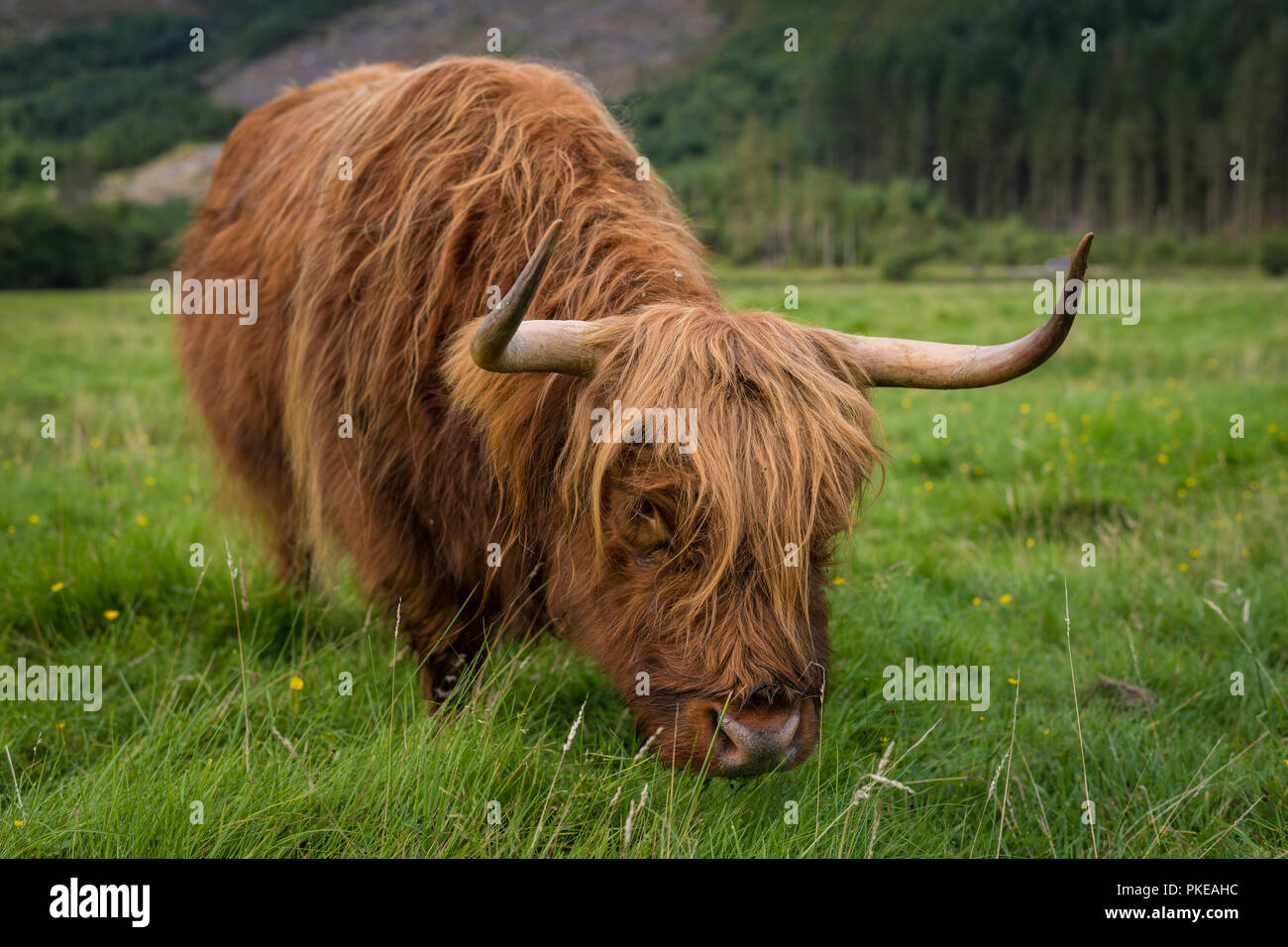 Scottish Highland cattle, Ben Nevis, Scottish Highlands, Scotland, UK ...