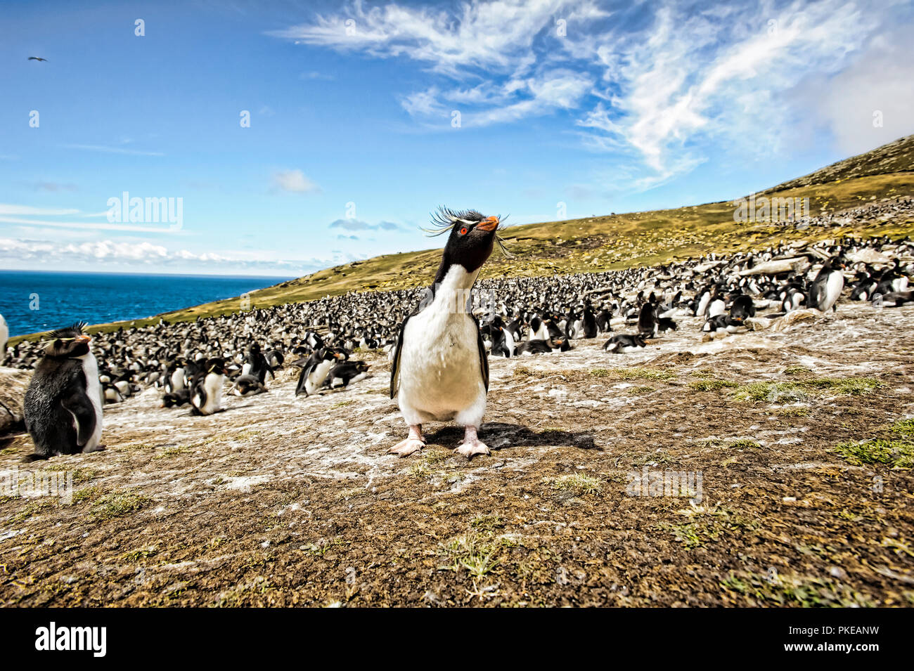 Rockhopper Penguins, the rookery; Saunder's Island, Falkland Islands Stock Photo