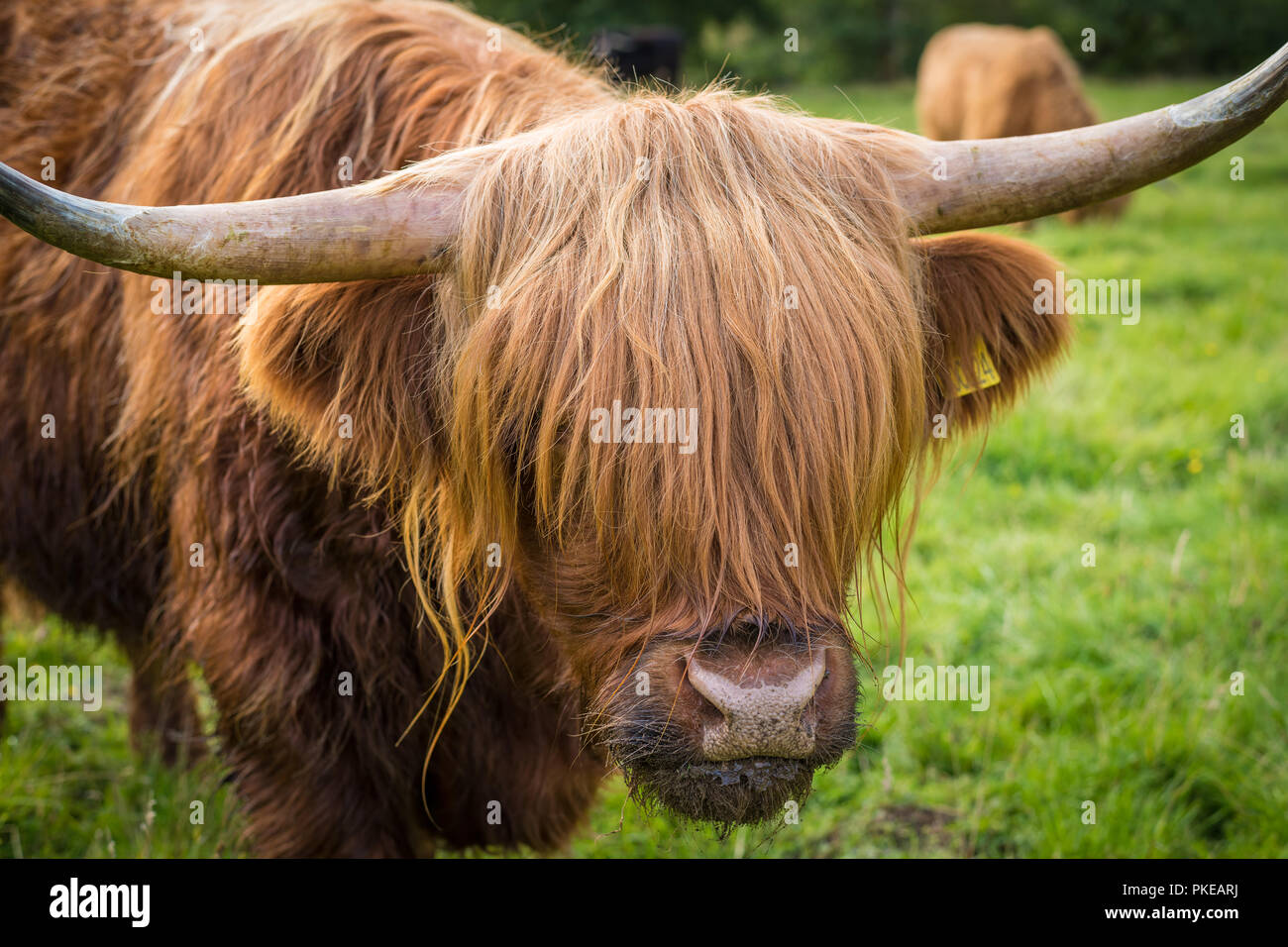 Scottish Highland cattle, Ben Nevis, Scottish Highlands, Scotland, UK ...