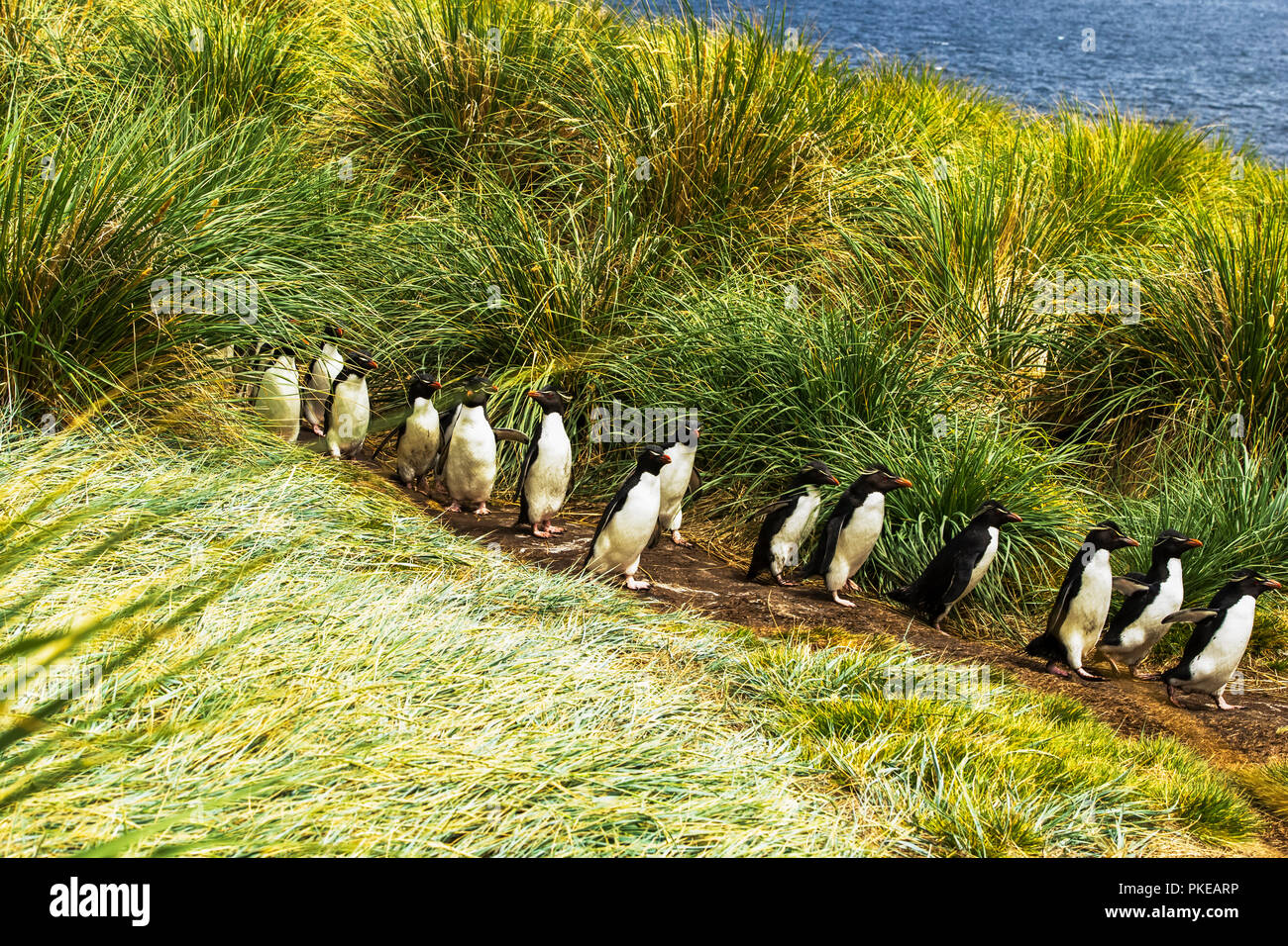 Rockhopper Penguins (Eudyptes), walking in a row on a path to the water; West Point Island, Falkland Islands Stock Photo