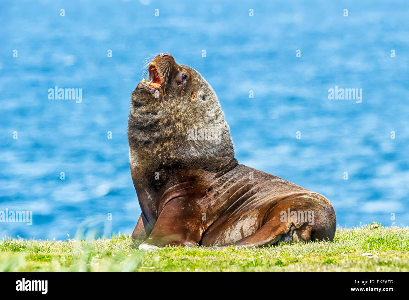 Male Sea lion on the grassy shore, Cape Bougainville; Falkland Islands Stock Photo
