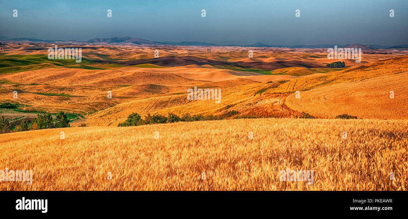 Golden grain crops on rolling hills, stitched panorama; Washington, United States of America Stock Photo