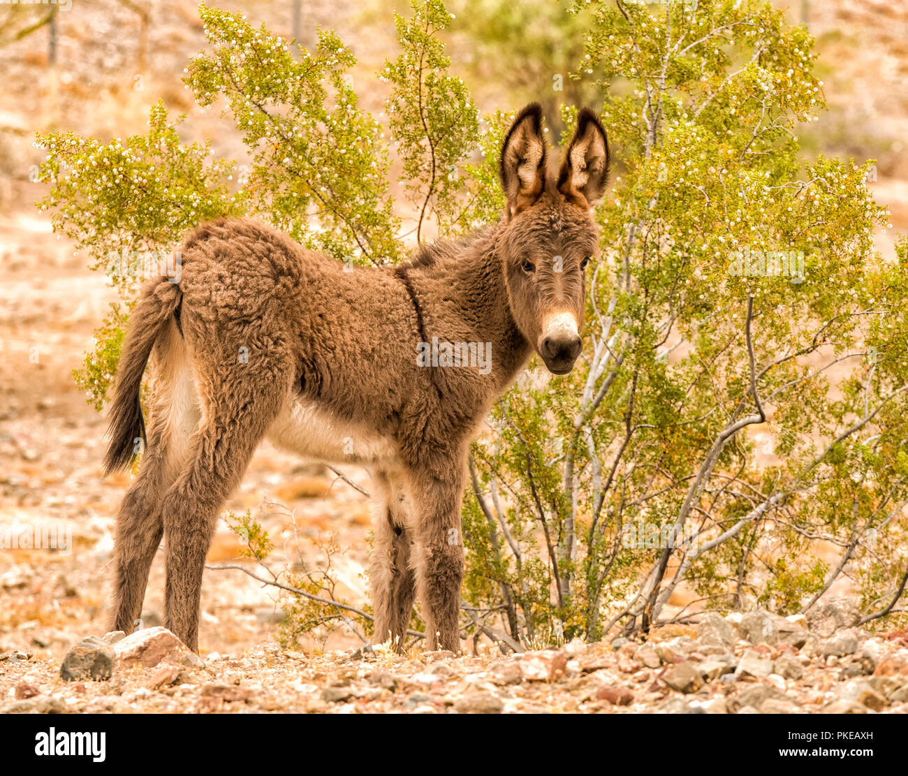 Wild young burro, Lake Havasu; Arizona, United States of America Stock Photo