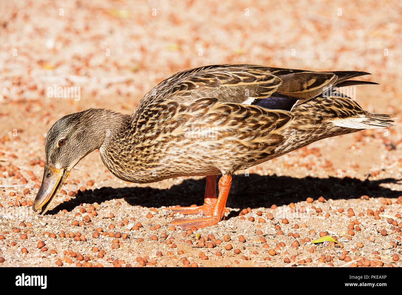 Mallard (Anas platyrhynchos) eating food from the ground, Lake Havasu; Arizona, United States of America Stock Photo