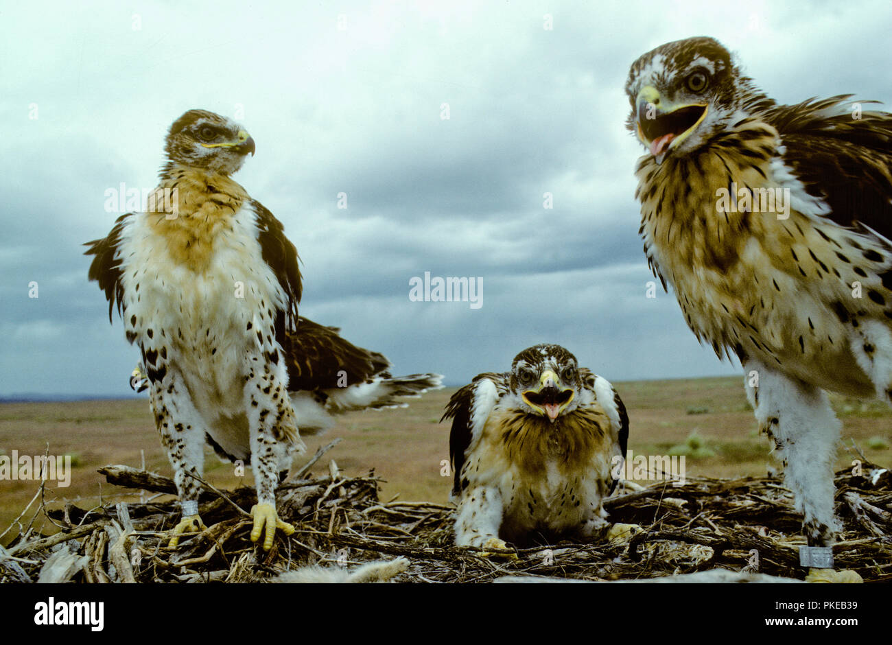 Juvenile ferruginous hawks (Buteo regalis) in nest in the Morley Nelson Snake River Birds of Prey National Conservation Area, Idaho Stock Photo