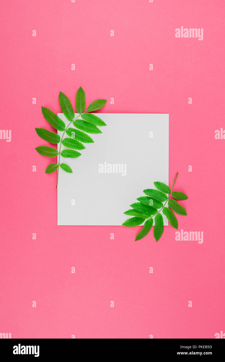 Creative flat lay top view white letter mock up with fresh green rowan ...