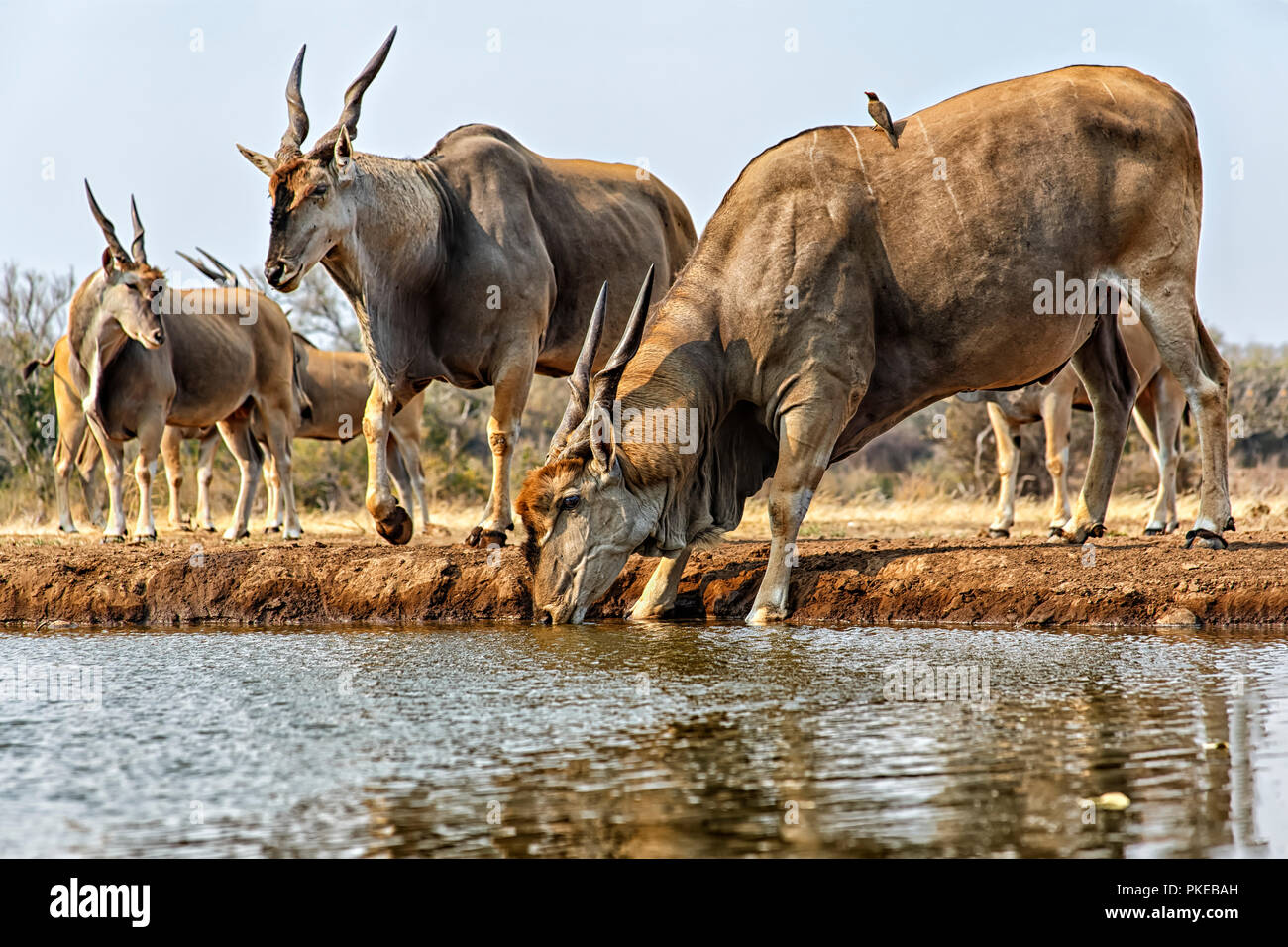 Eland (Taurotragus oryx) drinking water; Mashatu, Botswana Stock Photo