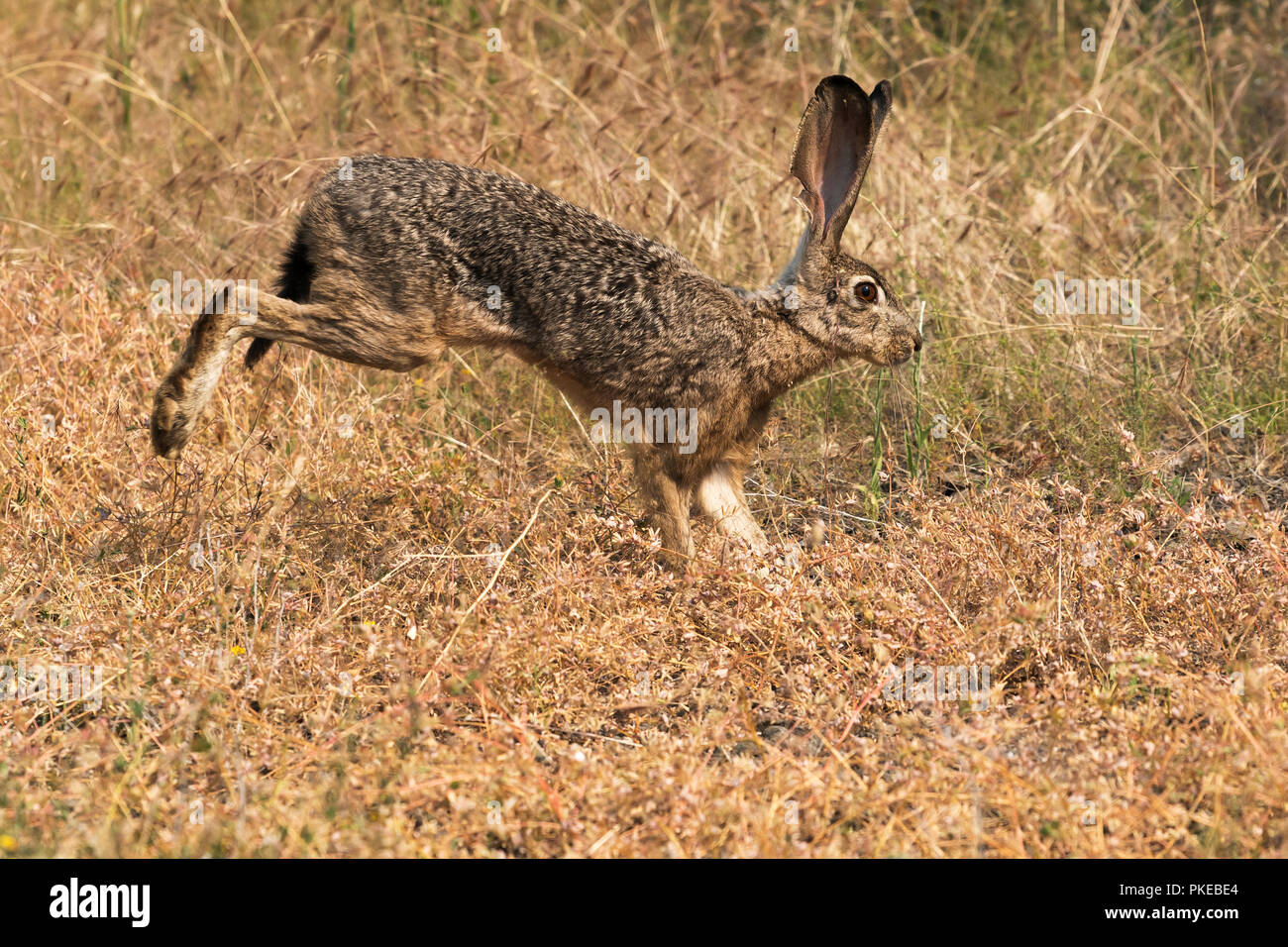 Side view running rabbit hires stock photography and images Alamy