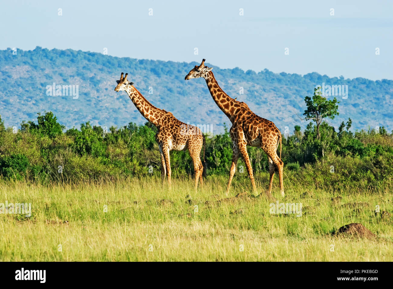 Two giraffes walking hi-res stock photography and images - Alamy