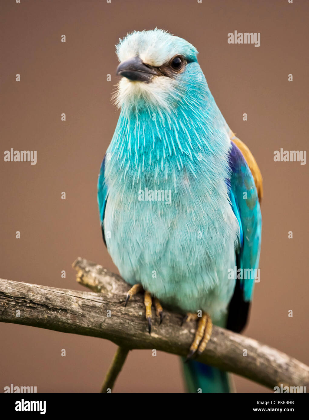 Close-up of a colourful bird showing the detail of it's teal plumage, Kiskunsagi National Park; Pusztaszer, Hungary Stock Photo