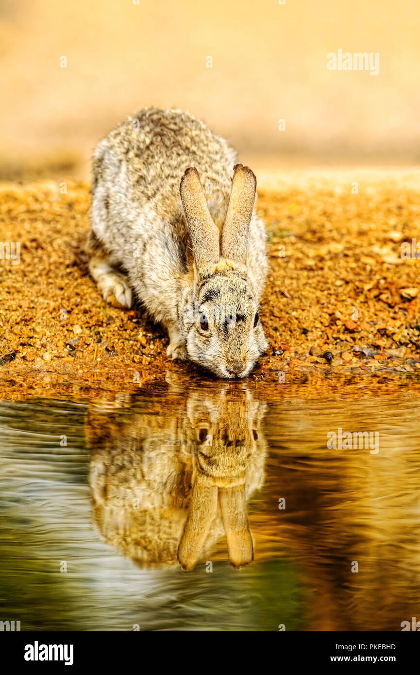 A rabbit drinks from the edge of a pond, Elephant Head; Arizona, United States of America Stock Photo