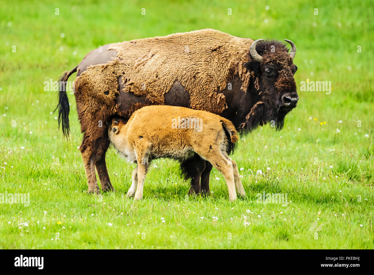 Bison nursing it's young, Yellowstone National Park; Wyoming, United States of America Stock Photo