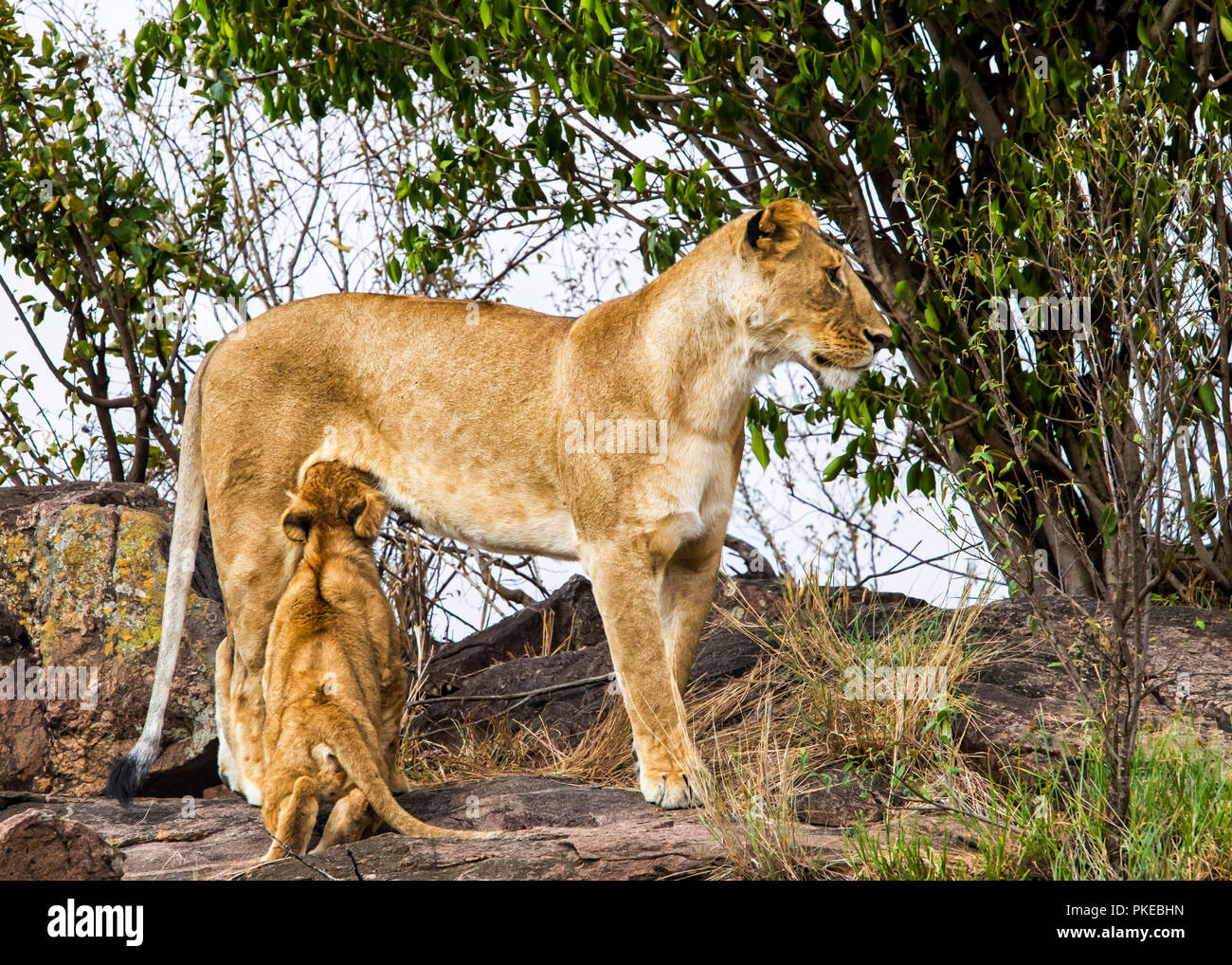 Lioness (Panthera leo) nursing her cub, Serengeti; Kenya Stock Photo