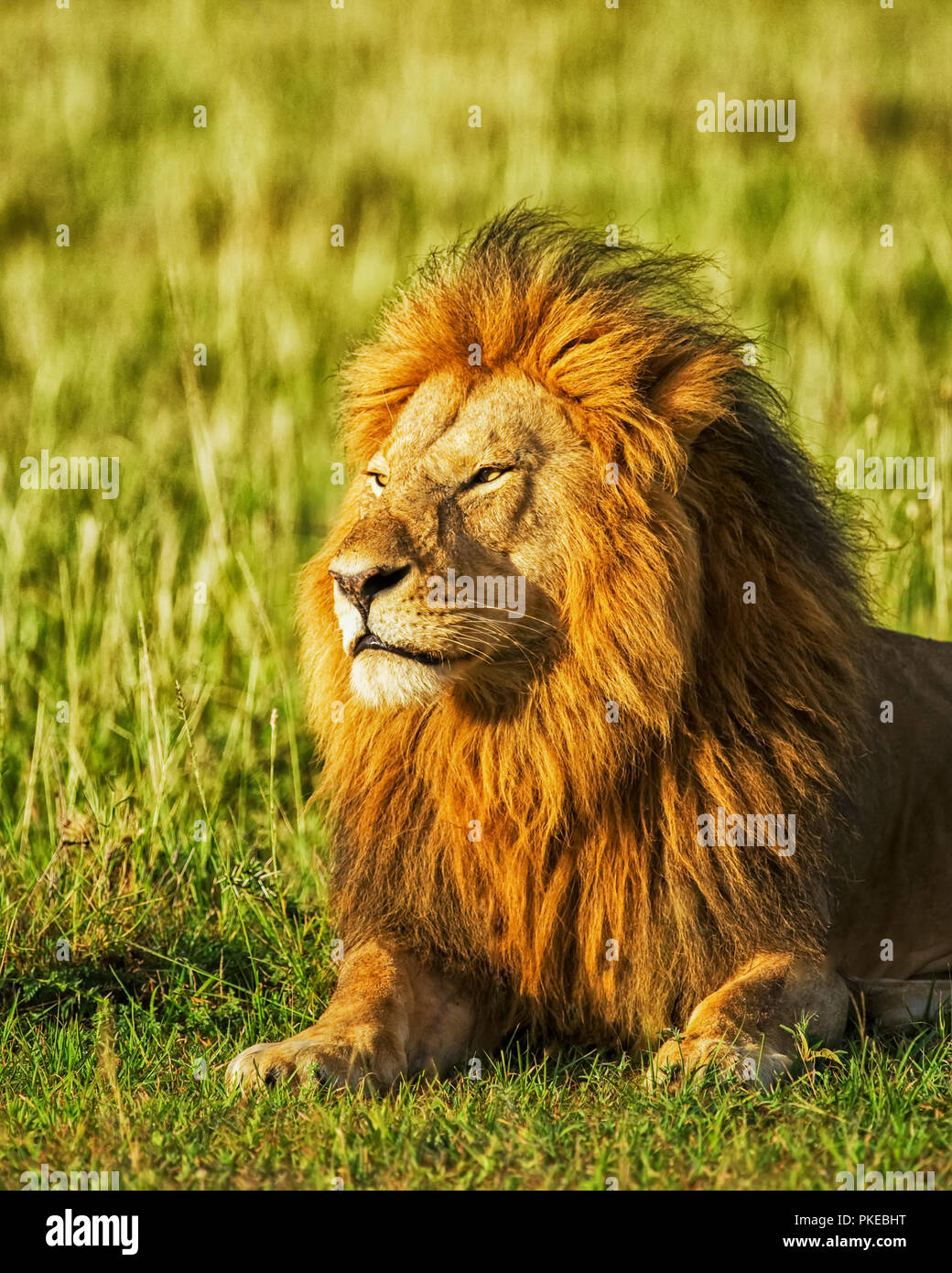 Portrait of a male lion (Panthera leo) laying on the grass at sunrise; Kenya Stock Photo
