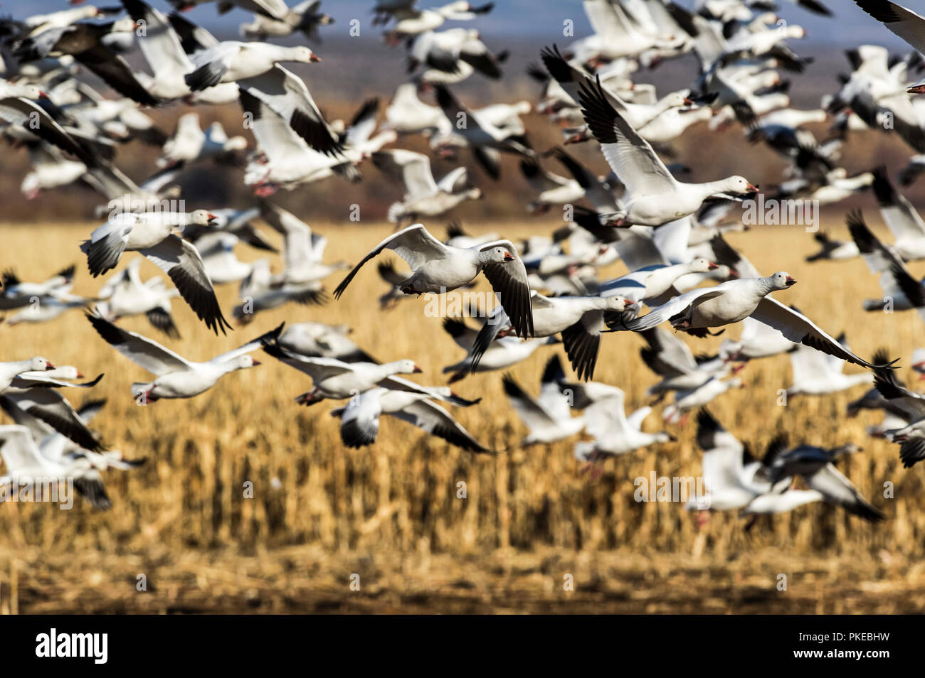 Flock of Sandhill cranes (Antigone canadensis) in flight, Bosque Del Apache Wildlife Refuge; New Mexico, United States of America Stock Photo