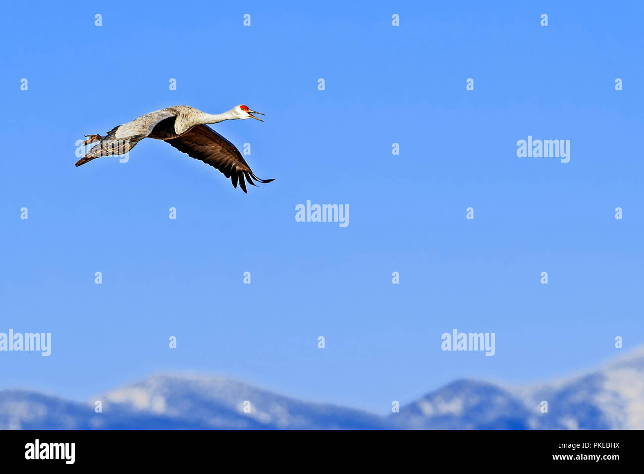 Sandhill crane (Antigone canadensis) in flight in a blue sky, Bosque Del Apache Wildlife Refuge; New Mexico, United States of America Stock Photo