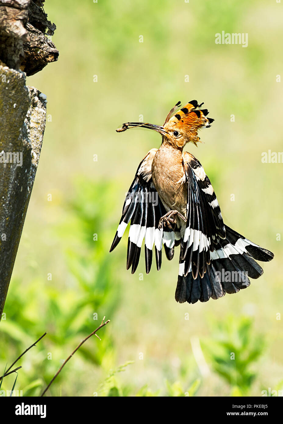 Eurasian hoopoe (Upupa epops) in mid-air with an insect in it's mouth, Kiskunsagi National Park; Pusztaszer, Hungary Stock Photo