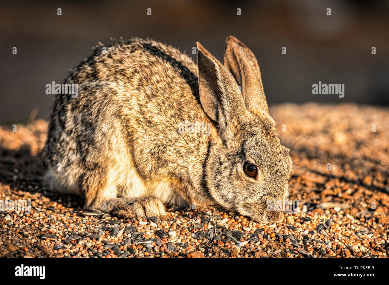 Rabbit nibbling at seed on the ground, Elephant Head; Arizona, United States of America Stock Photo