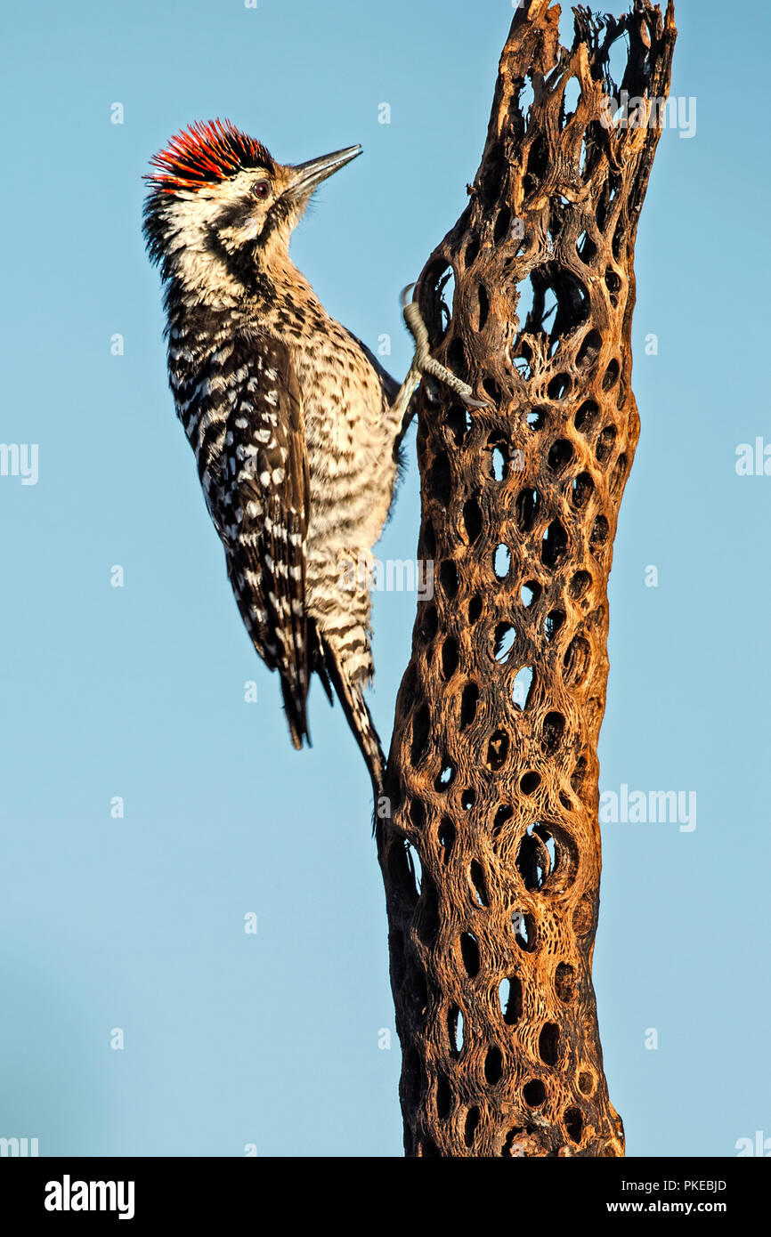 Acorn woodpecker (Melanerpes formicivorus) on a tree trunk covered in holes, Elephant Head; Arizona, United States of America Stock Photo