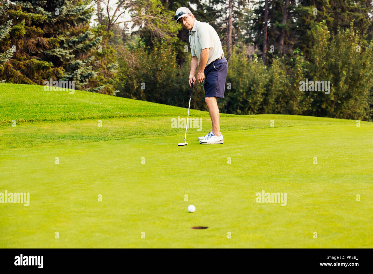 A mature male golfer skillfully putts a golf ball into a hole on a golf course; Edmonton, Alberta, Canada Stock Photo