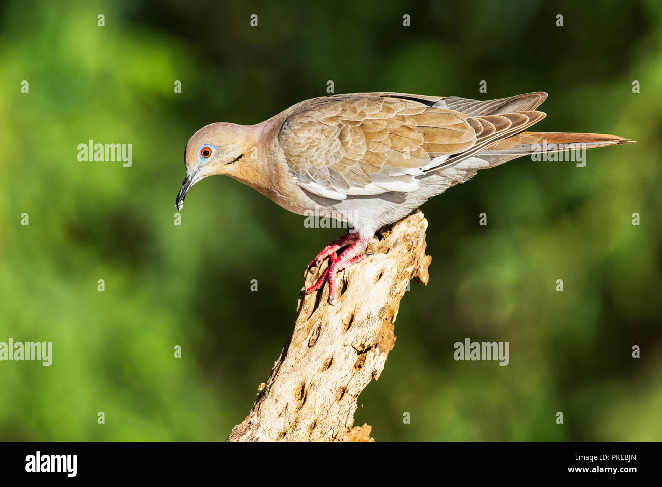 White-winged dove (Zenaida asiatica), Elephant Head; Arizona, United States of America Stock Photo