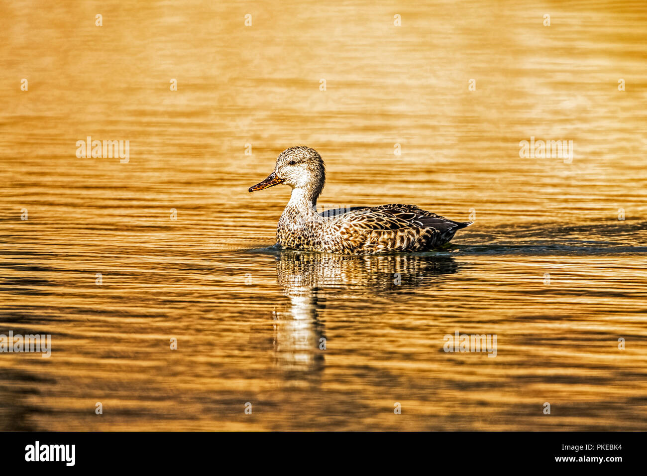 Duck swimming on the tranquil water with golden sunlight reflected on the surface at sunset; Wilcox, Arizona, United States of America Stock Photo
