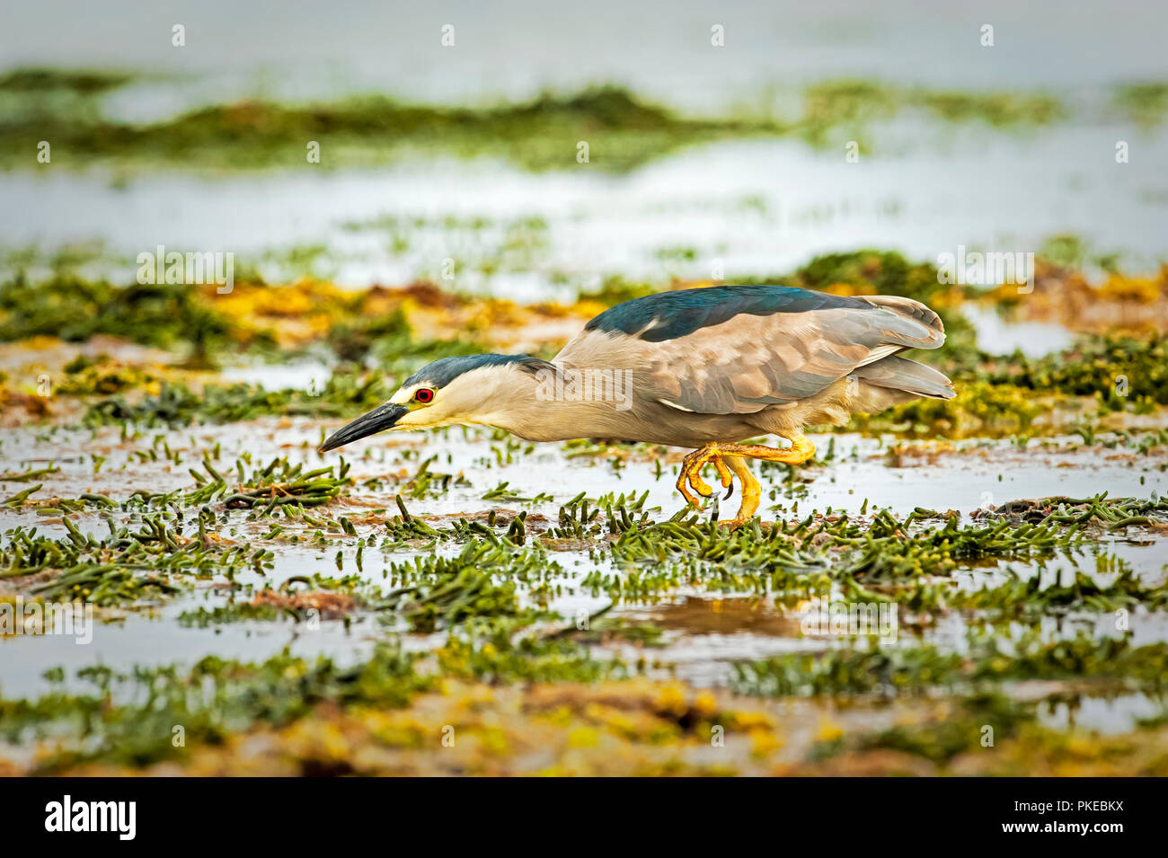 Black-crowned night heron (Nycticorax nycticorax) walking in shallow water; Carcass Island, Falkland Islands Stock Photo