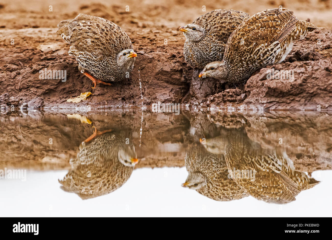 Three Natal spurfowl (Pternistis natalensis) drinking from the water's edge; Botswana Stock Photo