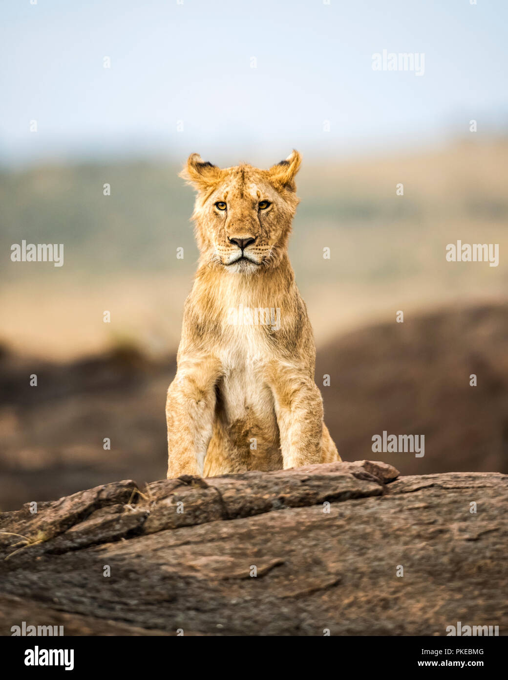 Portrait of a lion cub (Panthera leo) sitting on a rock and looking at a camera; Kenya Stock Photo