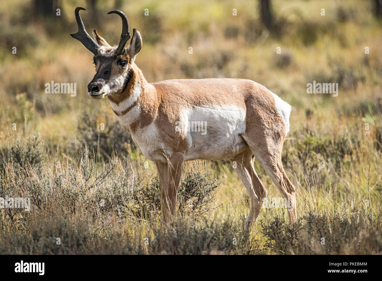 Pronghorn (Antilocapra americana); Utah, United States of America Stock Photo