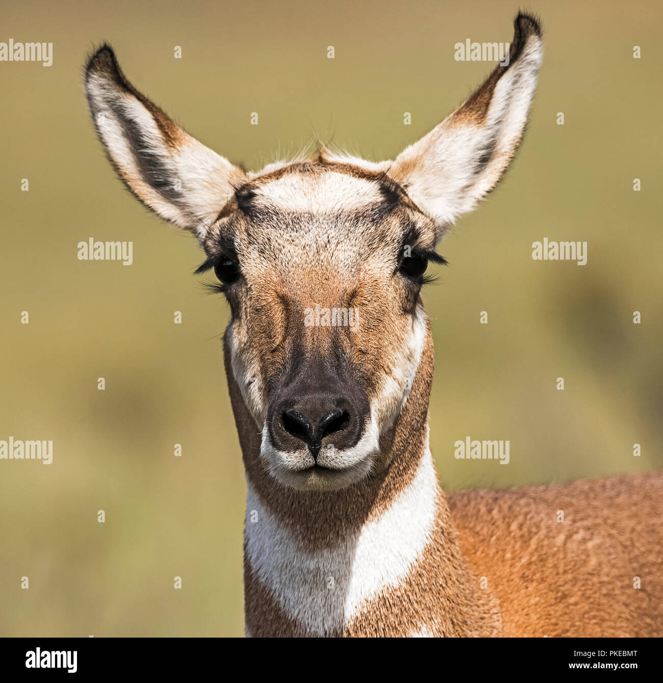 Close-up portrait of a Pronghorn (Antilocapra americana) looking at the camera; Utah, United States of America Stock Photo