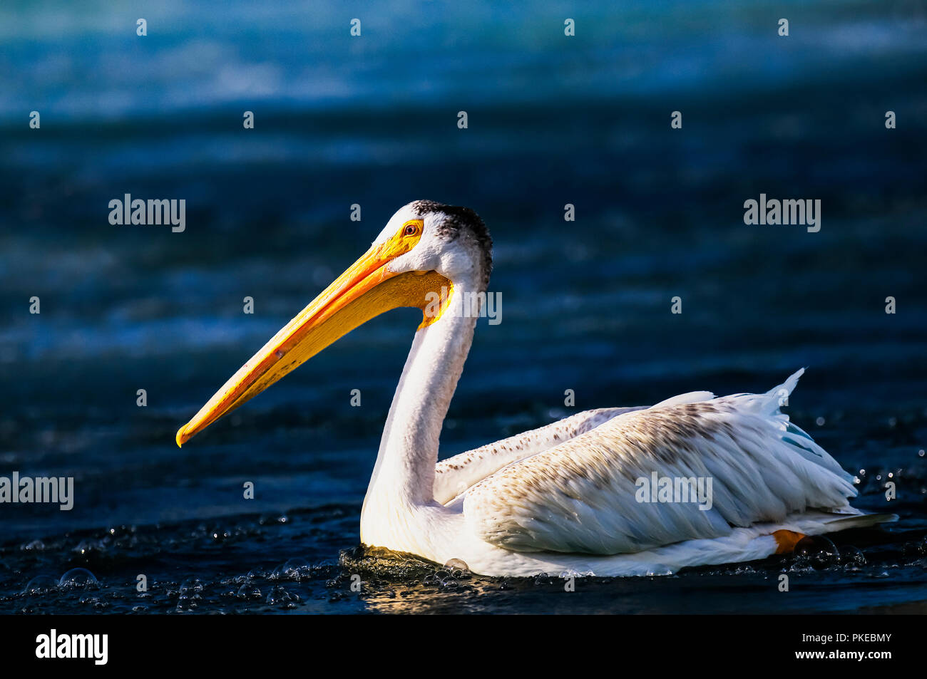 Pelican (Pelecanidae) on a lake; Calgary, Alberta, Canada Stock Photo