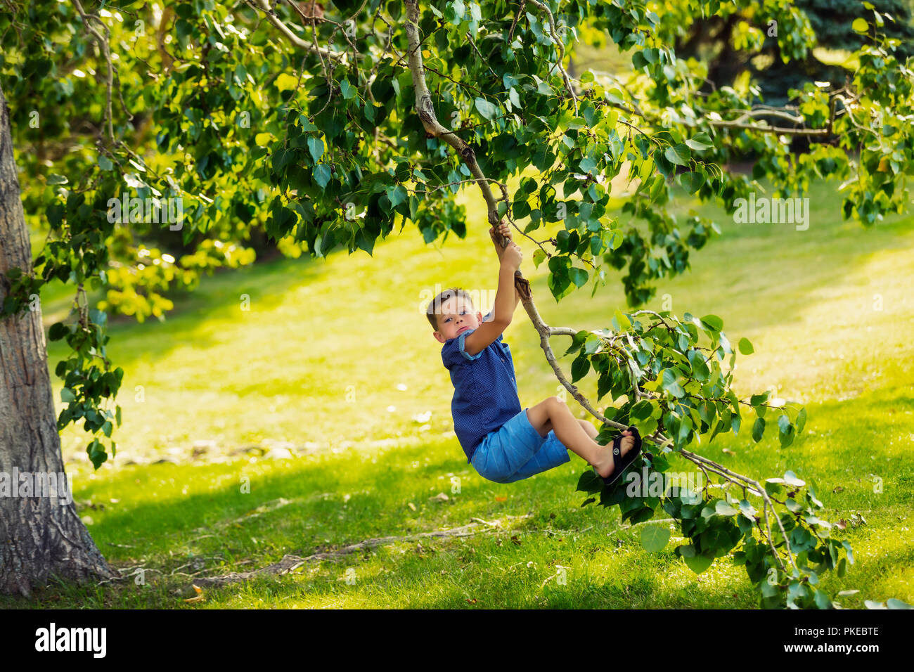 Swinging in tree hi-res stock photography and images - Alamy
