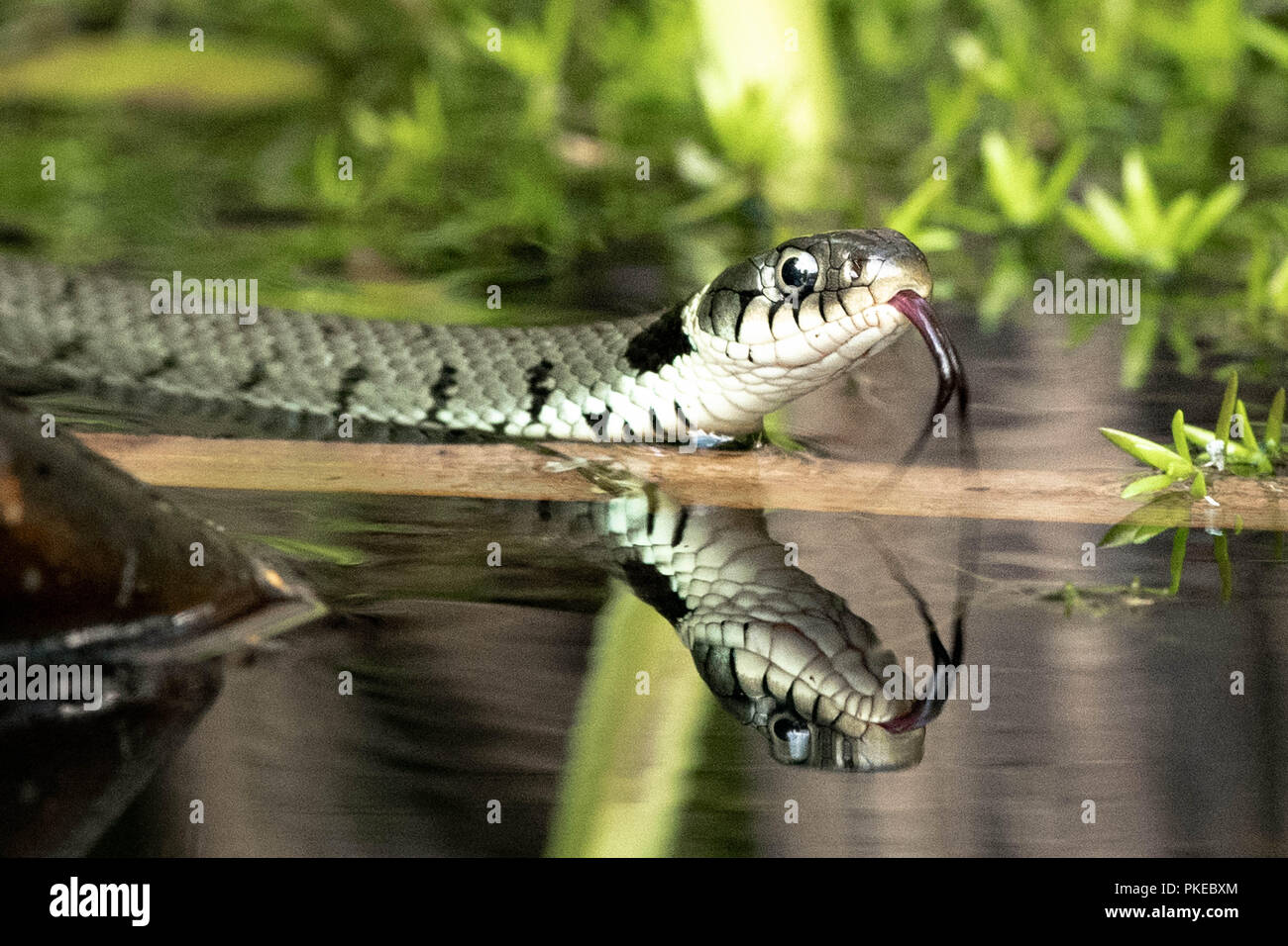 Grass Snake in Water Stock Photo - Alamy
