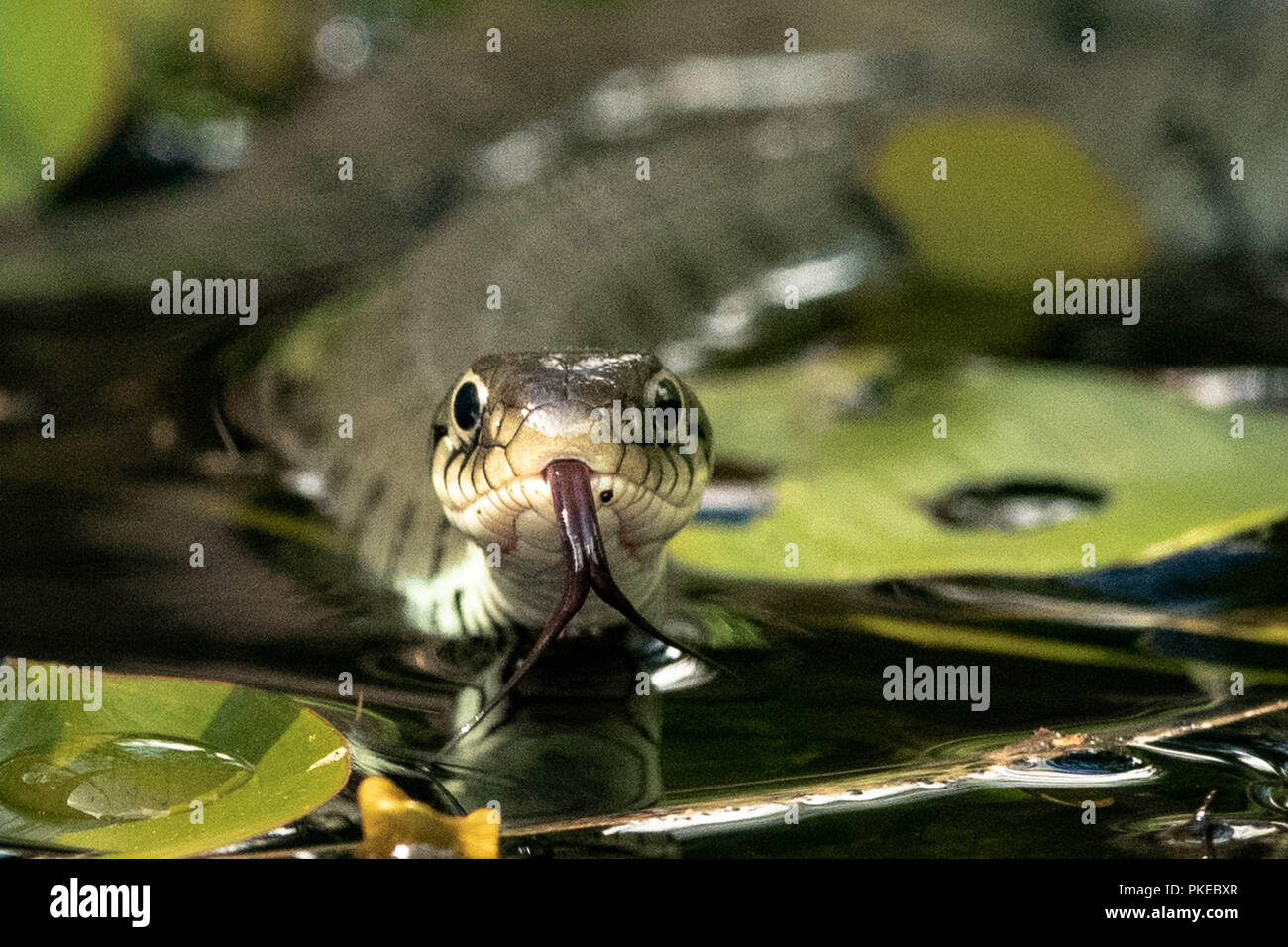 Grass Snake in Water Stock Photo - Alamy
