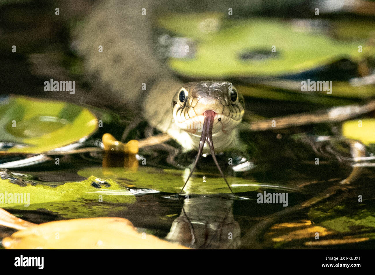 Grass Snake in Water Stock Photo - Alamy