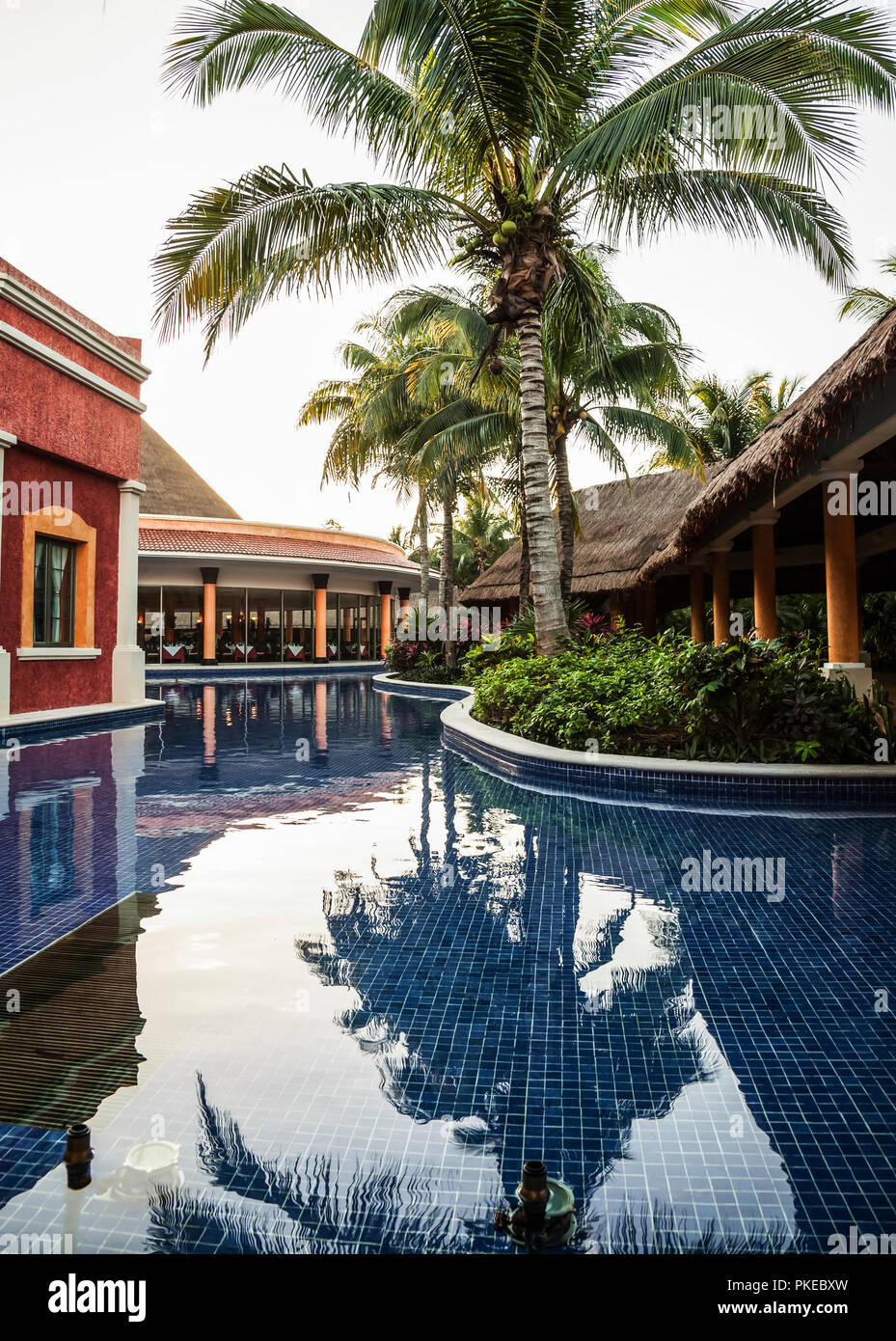 Palm tree reflected in a pool at a tropical resort; Mexico Stock Photo