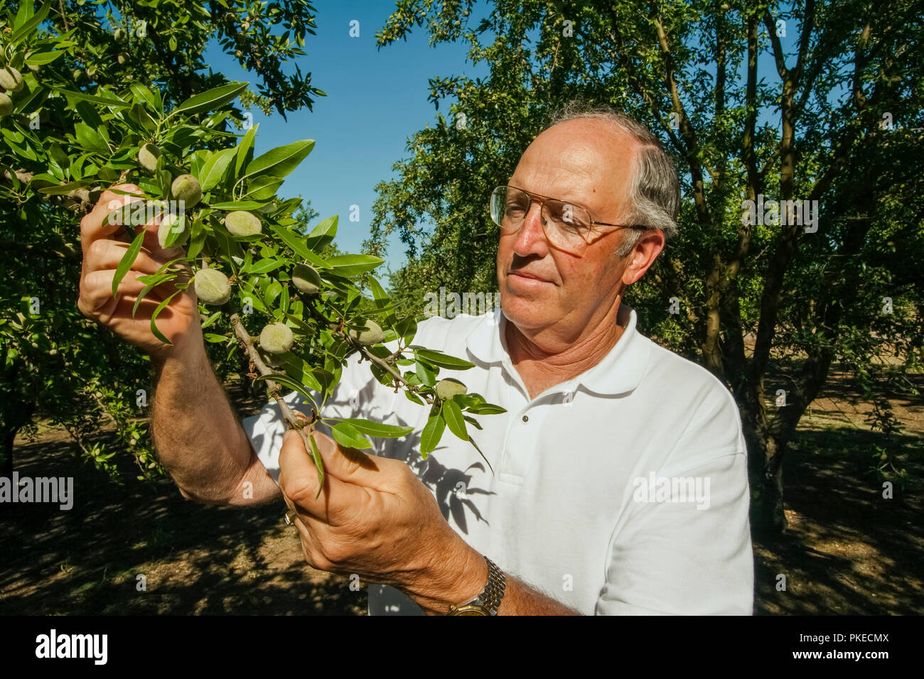 Agriculture An almond grower inspects his mid season almond crop