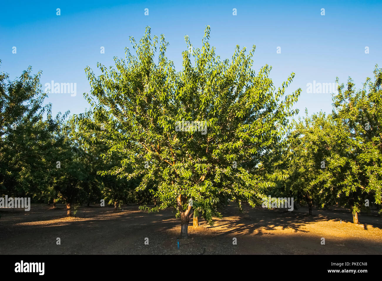 Agriculture - Mature well maintained almond orchard in mid season late afternoon light / near Newman, San Joaquin Valley, California, USA. Stock Photo