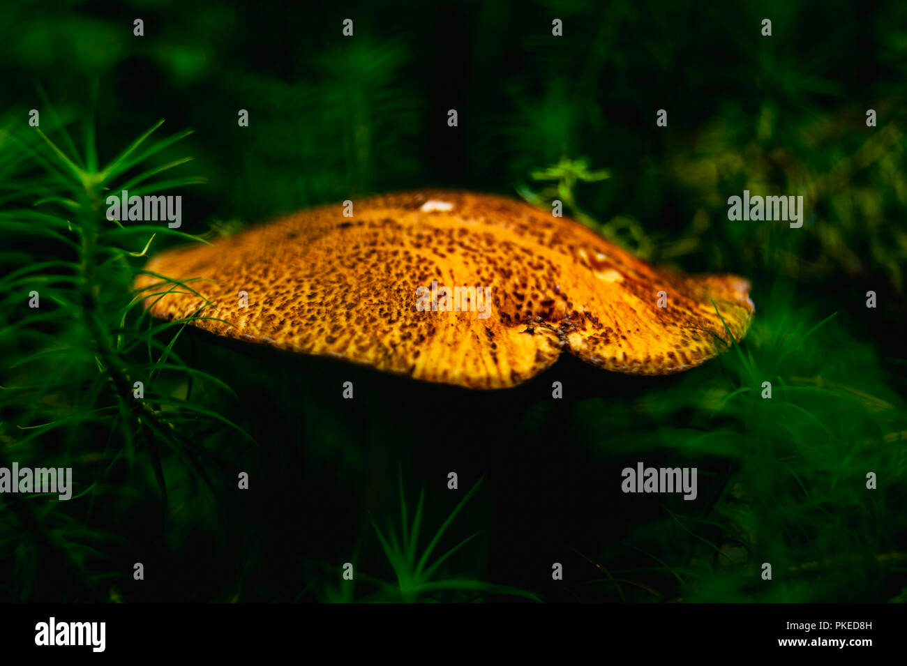 Boring brown bolete in moss. Macro Photo. Stock Photo