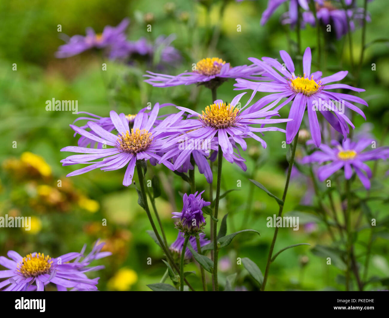 Late summer violet blue flowers of the hardy, daisy like perennial, Aster x frikartii 'Jungfrau' Stock Photo