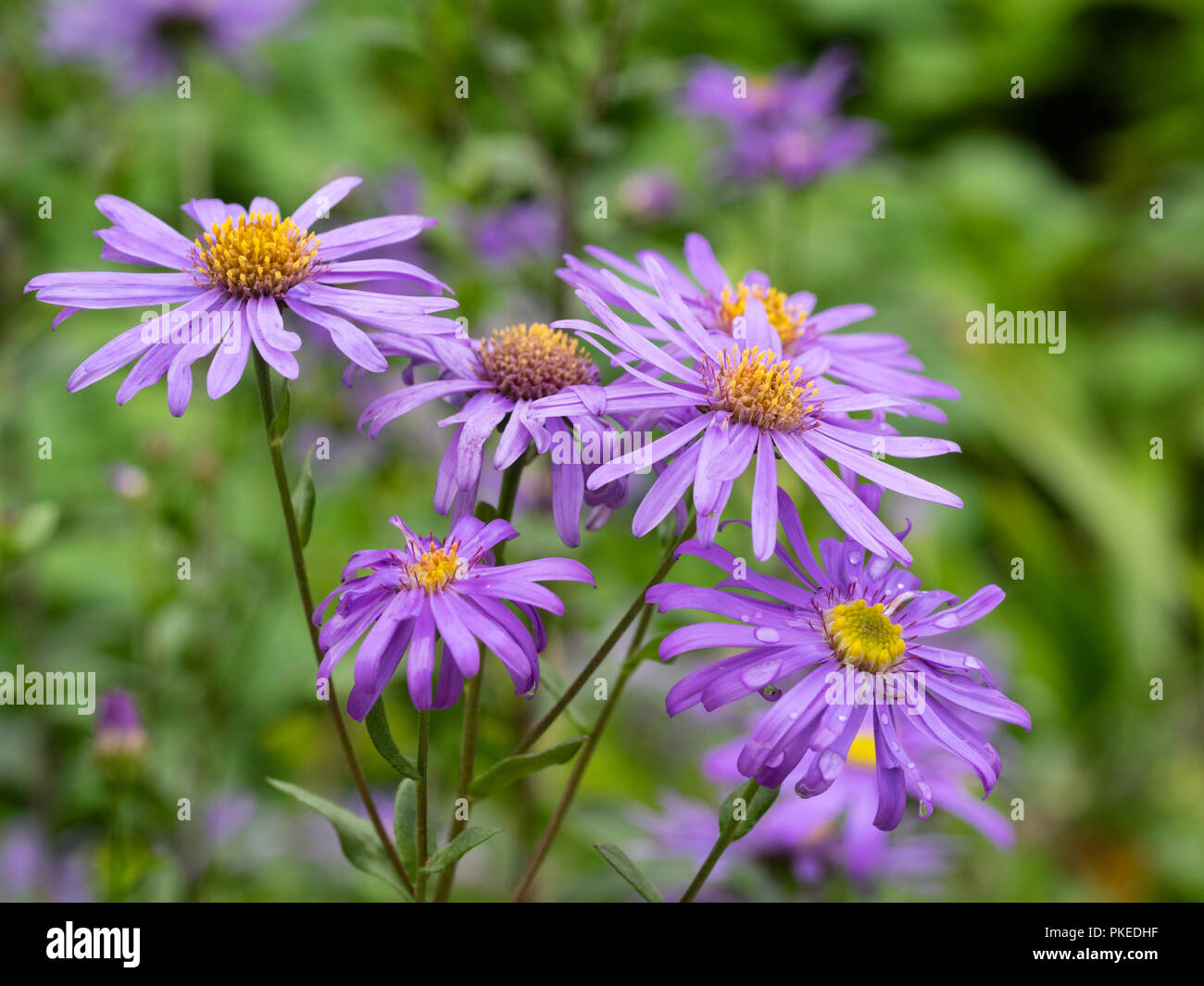 Late summer violet blue flowers of the hardy, daisy like perennial, Aster x frikartii 'Jungfrau' Stock Photo