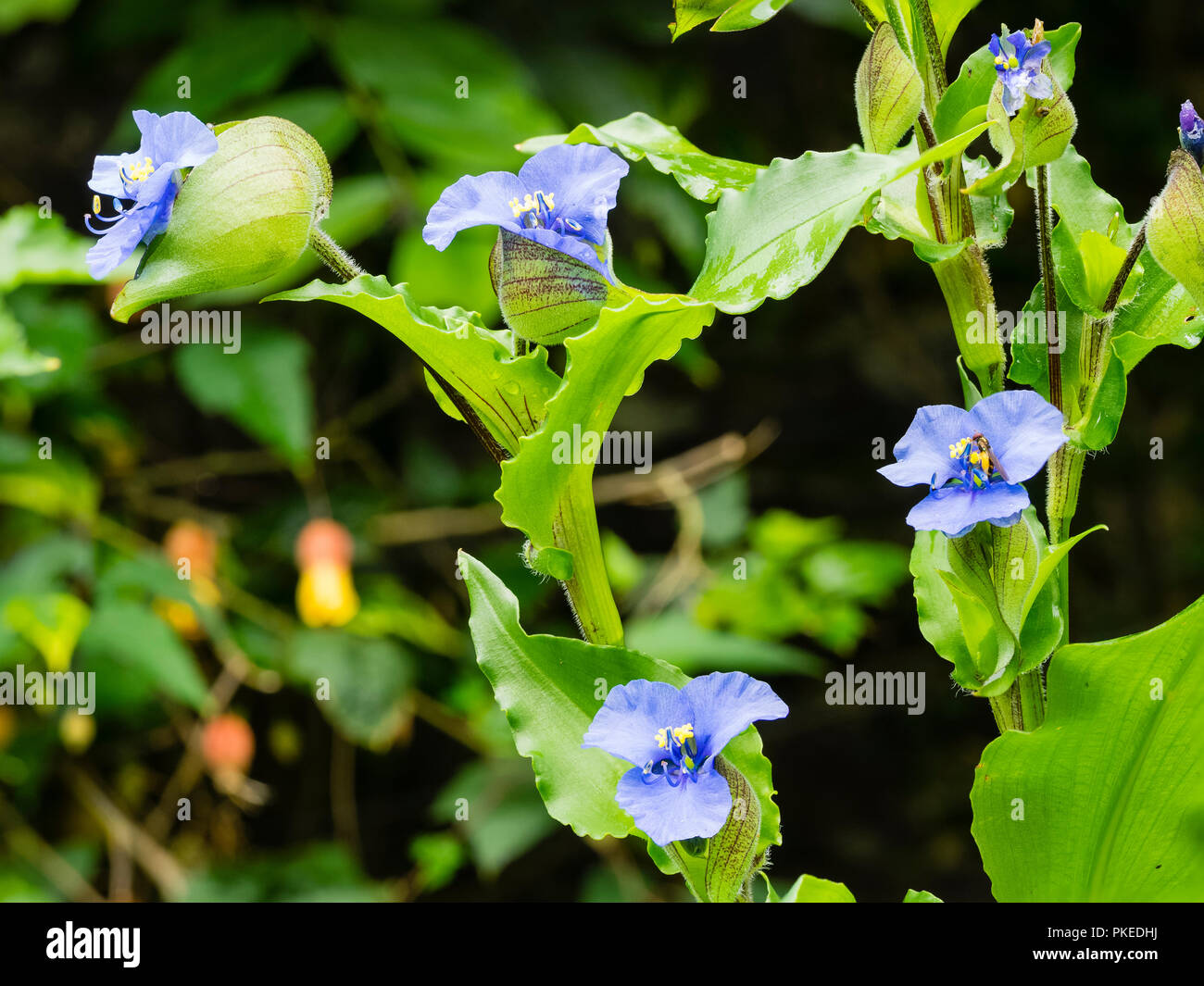 Early Autumn blue flowers of the half hardy tuberous perennial, Commelina tuberosa 'Coelestis Group' Stock Photo