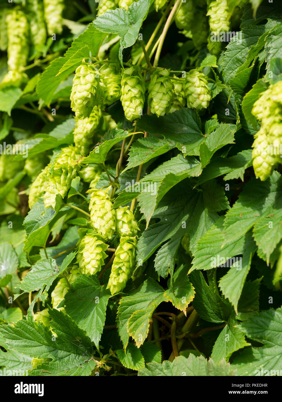 Late summer green flower of the climber Humulus lupulus, hops, used for